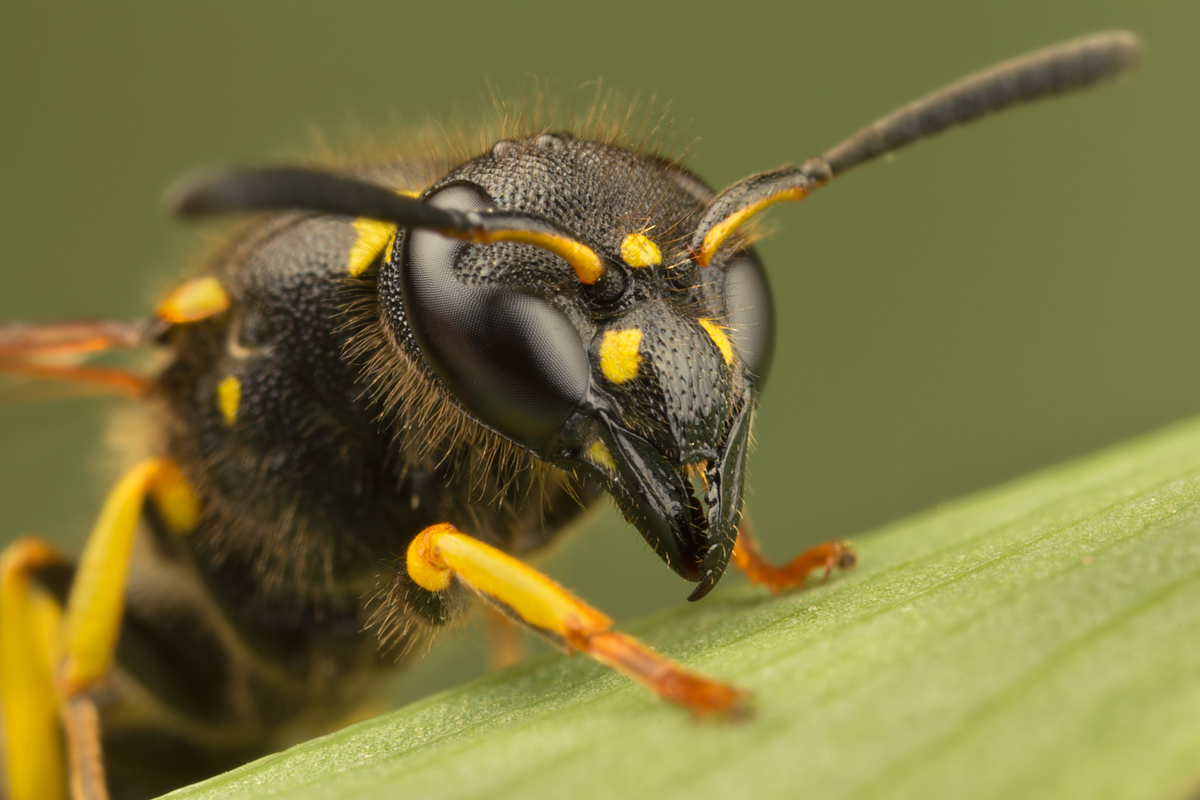 Potter Wasp 5